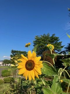 青空とひまわり