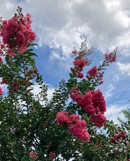 赤紫の百日紅　直立と右方向へ