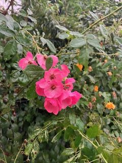 赤ピンクの一群れの花　右に黄色い小さい花