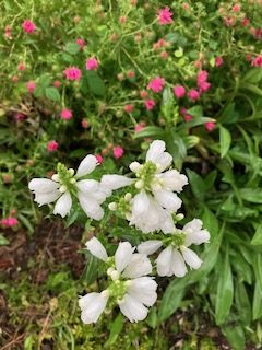 白い花と小さい赤い花